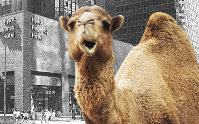 Your Path to Becoming a Brand Strategist Might Involve a Camel